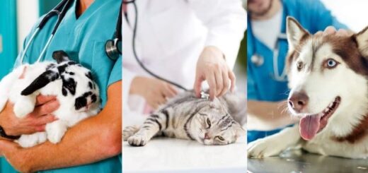 assistente studio veterinario