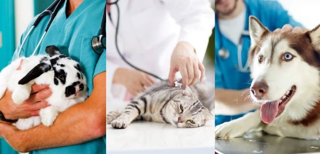 assistente studio veterinario